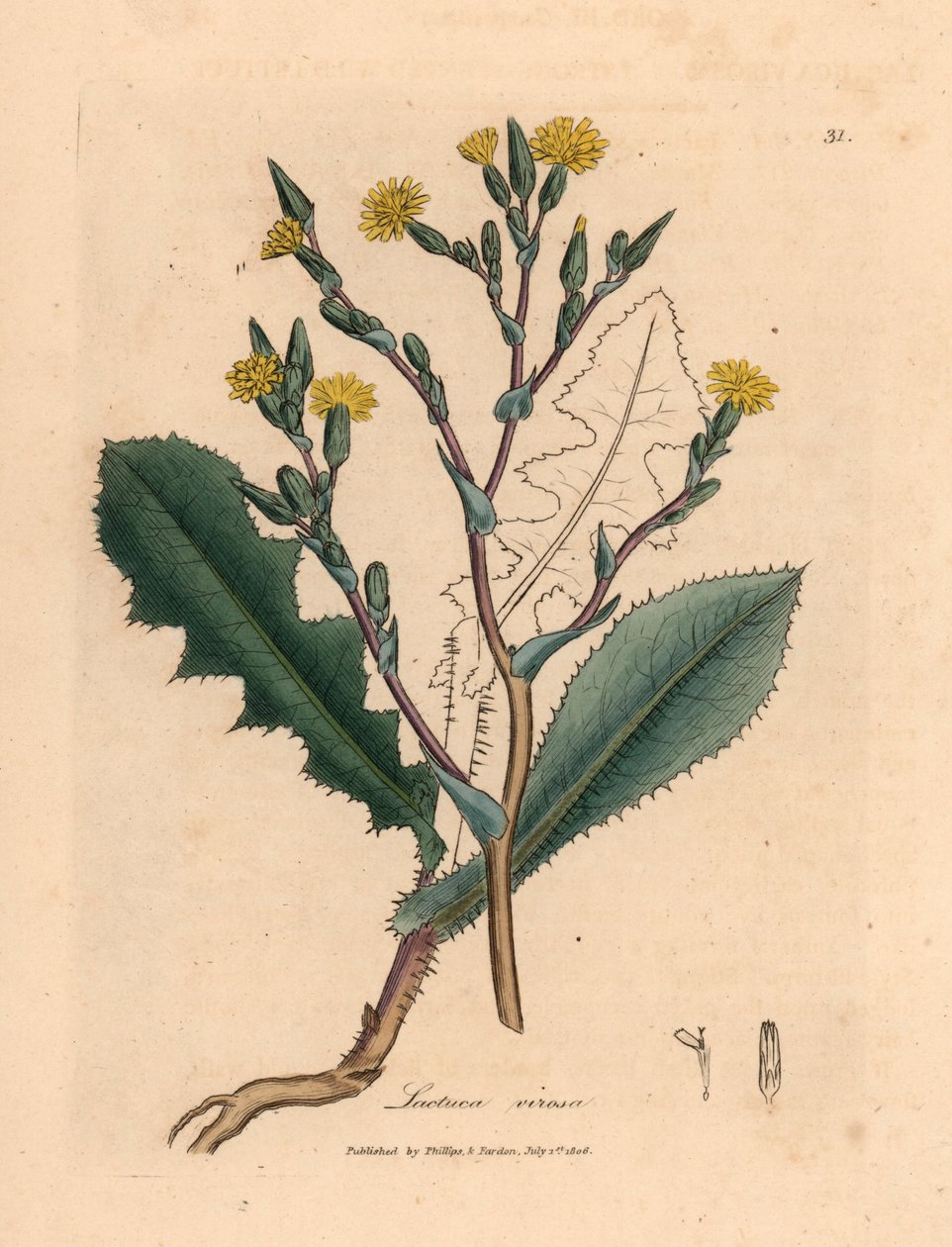 Gulblommig vildsallat, Lactuca virosa, från en botanisk illustration av James Sowerby från William Woodville och Sir William Jackson Hookers "Medical Botany" 1832 (handfärgad kopparstick) av James (after) Sowerby
