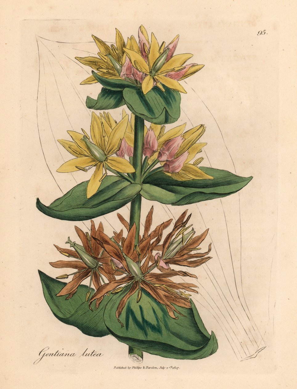 Gul gentiana, Gentiana lutea, från en botanisk illustration av James Sowerby från William Woodville och Sir William Jackson Hookers "Medical Botany" 1832 (handfärgad kopparstick) av James (after) Sowerby