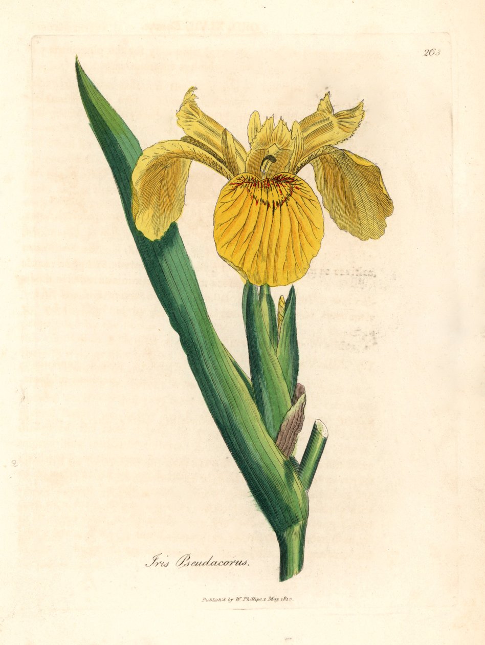 Gul vattenflagga, Iris pseudocorus, från en botanisk illustration av James Sowerby från William Woodville och Sir William Jackson Hookers "Medical Botany" 1832 (handfärgad kopparstick) av James (after) Sowerby