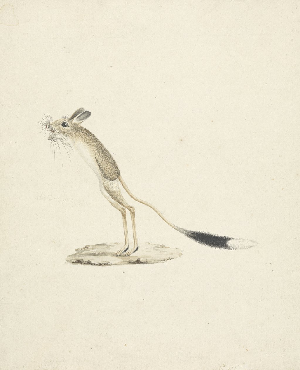 Jerboa nr 4 (wc över grafit på papper) av James 1730 94 Bruce