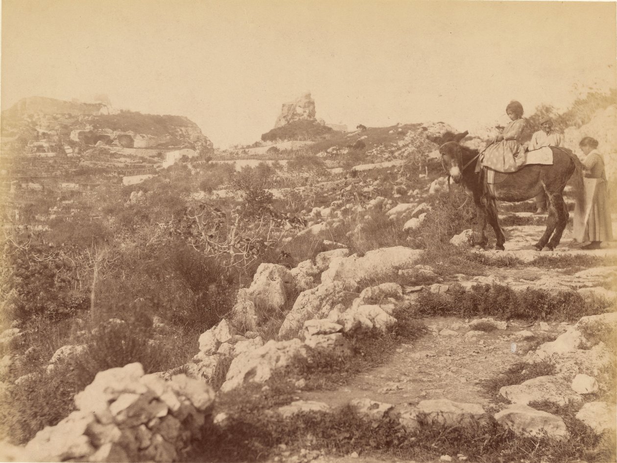 Capri [barn på mulåsna] av James Anderson