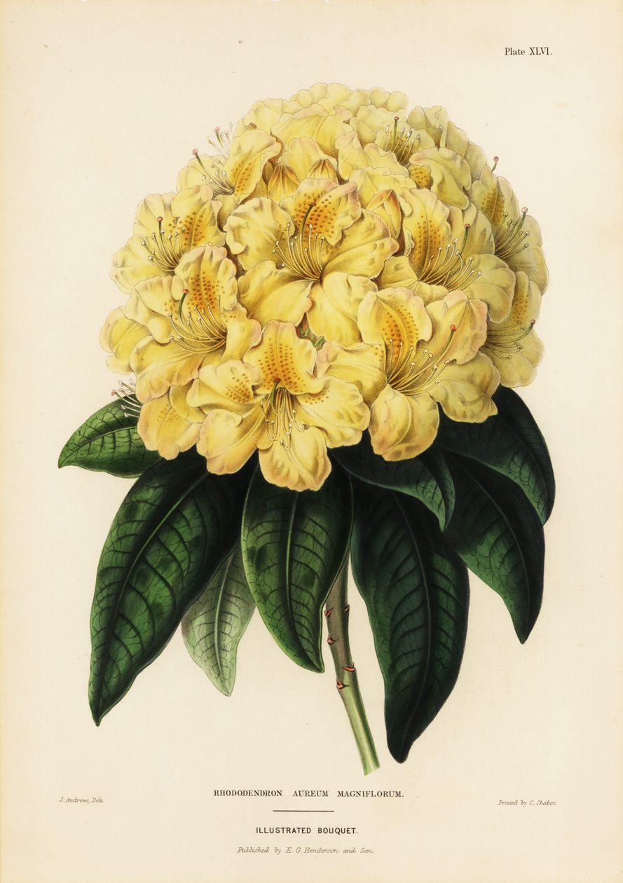 Gyllene rhododendron, Rhodendron aureum av James Andrews