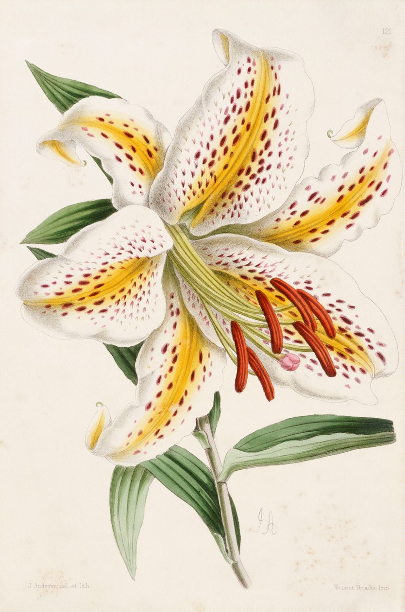 Lily, från "The Floral Magazine", 1861-71 av James Andrews