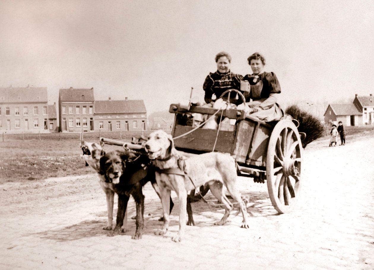 Hundar som drar kvinnor på en vagn, Antwerpen, 1898. av James Batkin