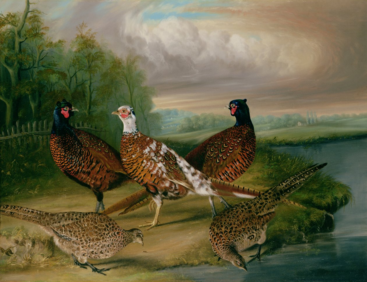 Fasaner vid floden Wensum, Norfolk (olja på duk) av James Blazeby