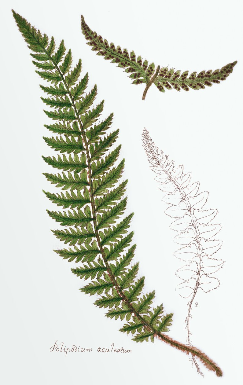 "Polipodium aculeatum", nu Polystichum achuleatum, en vanlig ormbunke i fuktiga skogar över hela de brittiska öarna, från "Filices Brittanicae; an History of the British Proper Ferns", 1785 av James Bolton