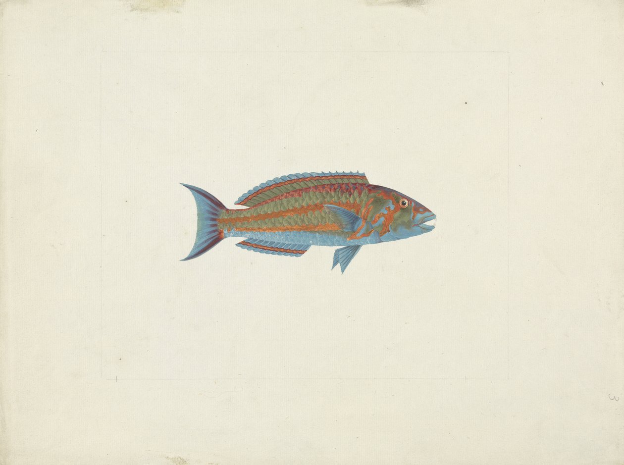 En fisk, El Hudderi Imbo (gouache över grafit på papper) av James Bruce