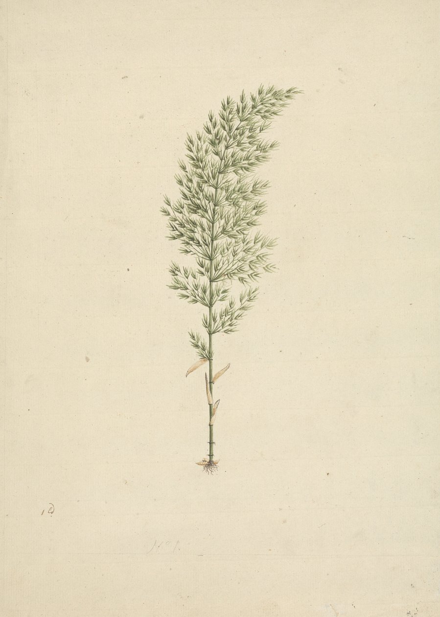 Arundinaria alpin K. Schum. (African Bamboo): färdig ritning av vana med rötter av James Bruce