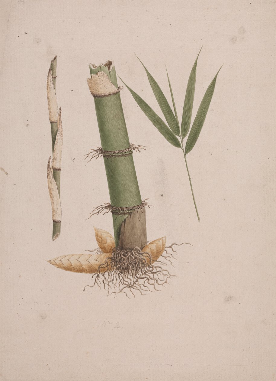 Arundinaria alpina K. Schum. (African Bamboo): färdig ritning av sektioner av stjälk och av skott med löv av James Bruce