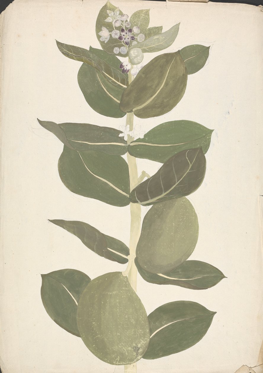 Calotropis procera (Ait.) Ait. f. (Apple of Sodom, Auricular Tree): färdig teckning av blommande och fruktväxt av James Bruce