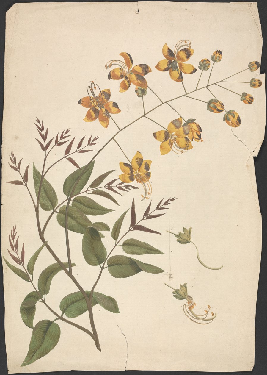 Cassia Fistula (Purging Cassia): färdig teckning av lummiga skott med blommor av James Bruce