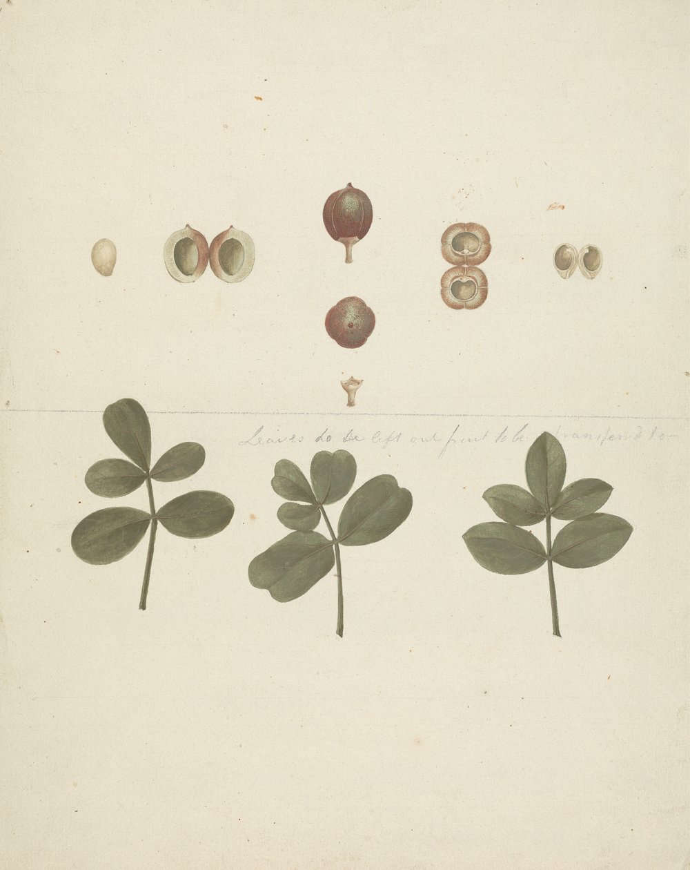 Commiphora gileadensis (L.) C. Chr. (Gileadbalsam, Opobalsam): färdig teckning av frukt, dissekerade frukter och löv av James Bruce
