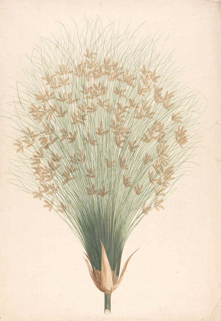 Cyperus papyrus L. (Papyrus Sedge): färdig teckning av blomställning av James Bruce