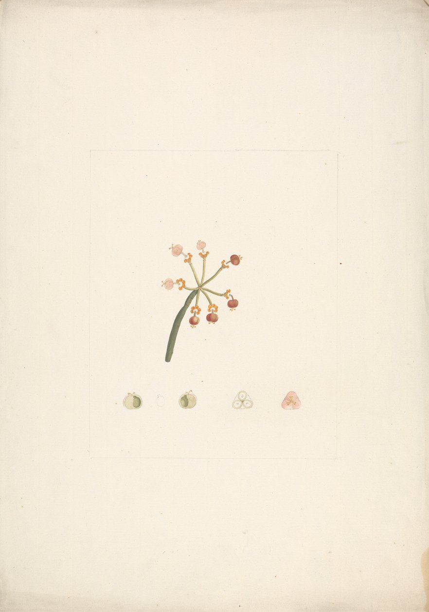 Euphorbia nubica N.E. Br. (Nubian Spurge): färdig teckning av blommande och fruktskott, med detaljer om blomdissektioner av James Bruce