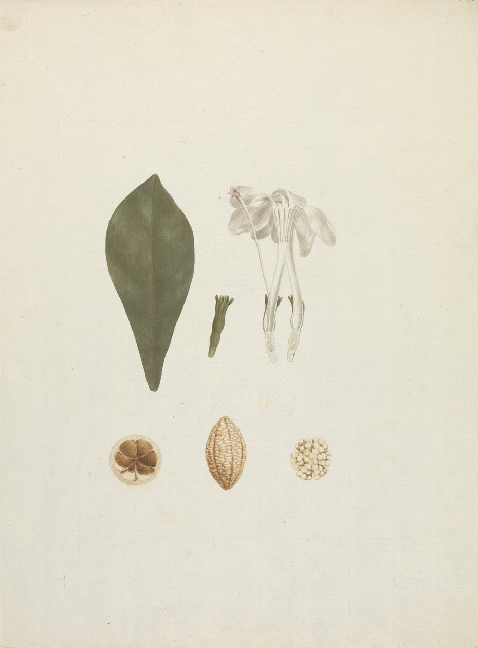 Gardenia ternifolia Schum.& Thonn. (Jovis-Tonantis): färdig ritning med ytterligare detalj av frukt av James Bruce