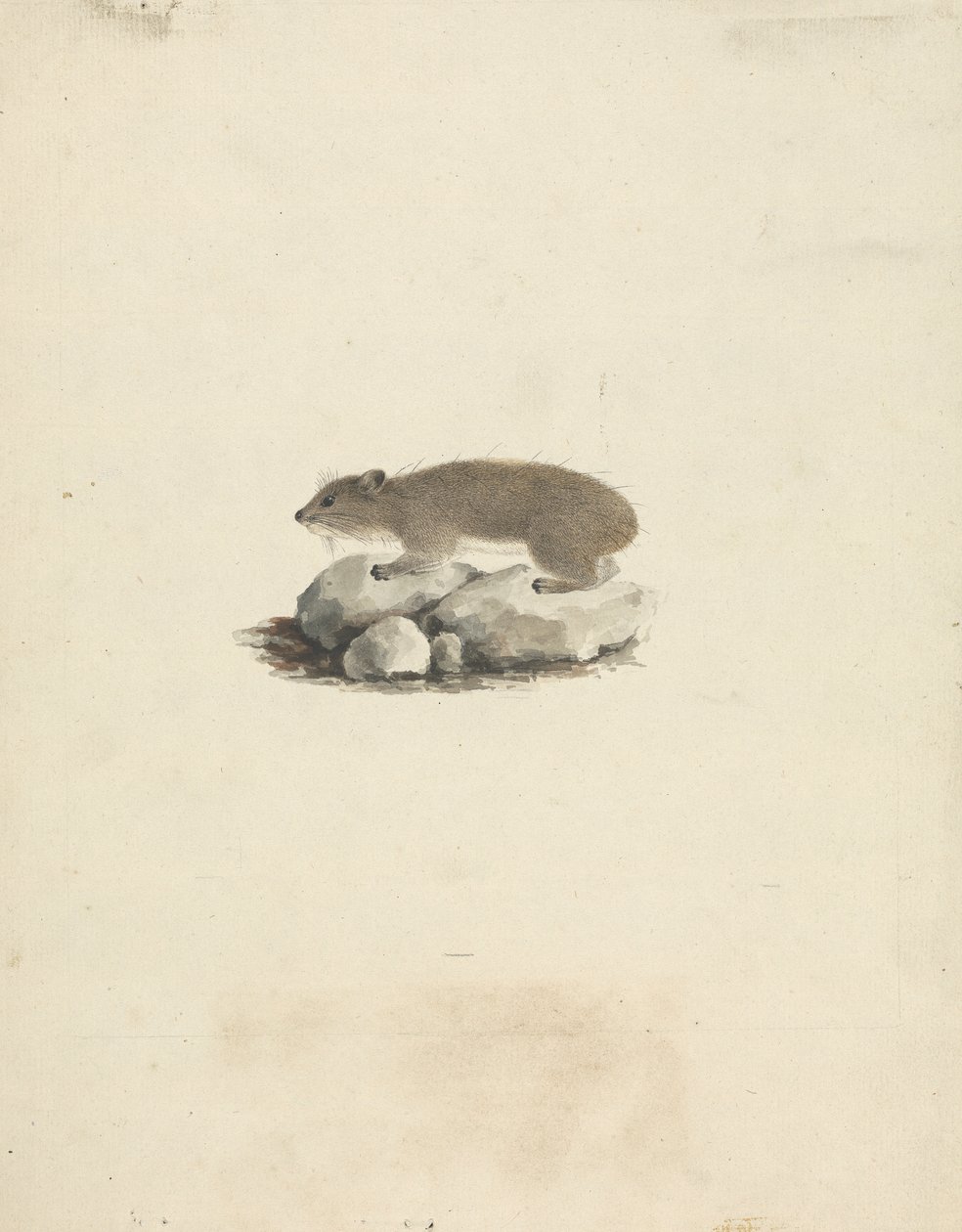Heterohyrax brucei (hyrax med gulfläckig sten) av James Bruce