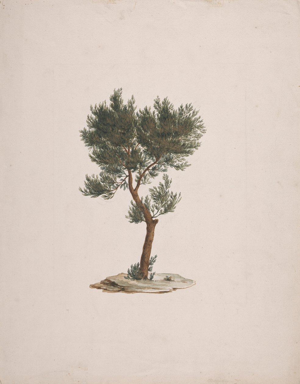 Juniperus Procera Endl. (African Pencil Cedar): Färdig ritning av trädens vana av James Bruce