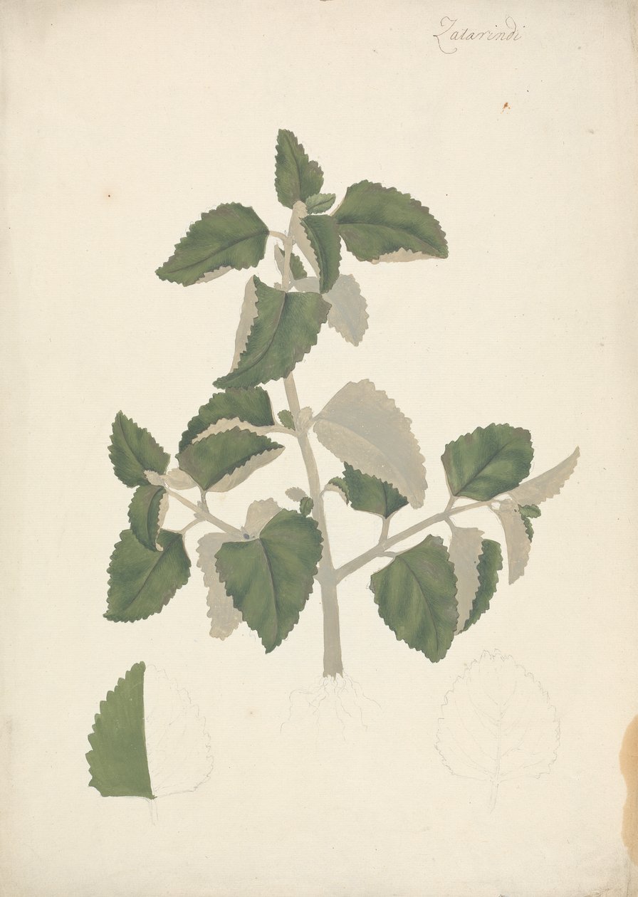 Labiatae (obestämd art): färdig teckning av ett lummigt skott, utan blommor av James Bruce