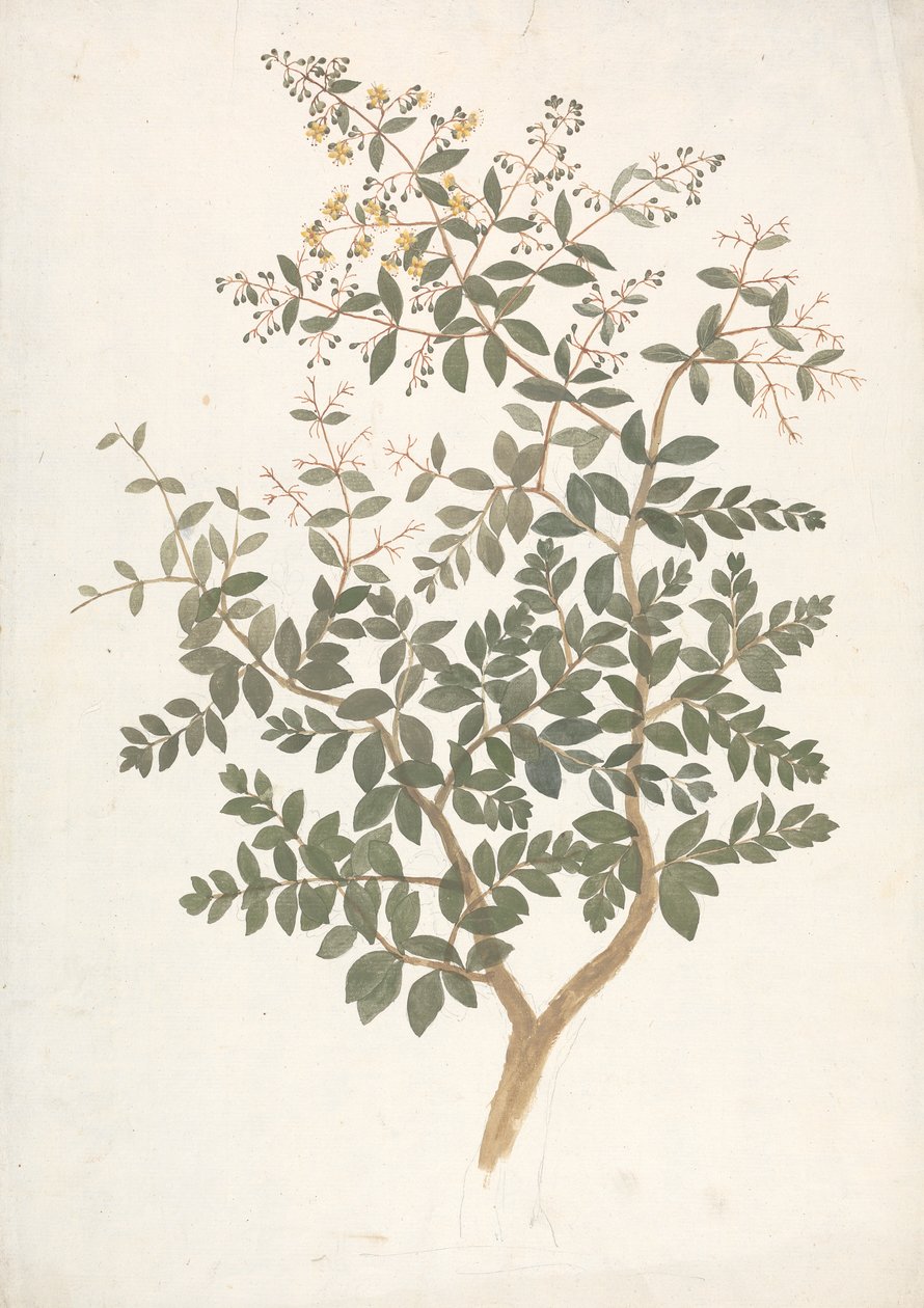 Lawsonia inermis L. (Henna): färdig teckning av ett blommande lövskott av James Bruce