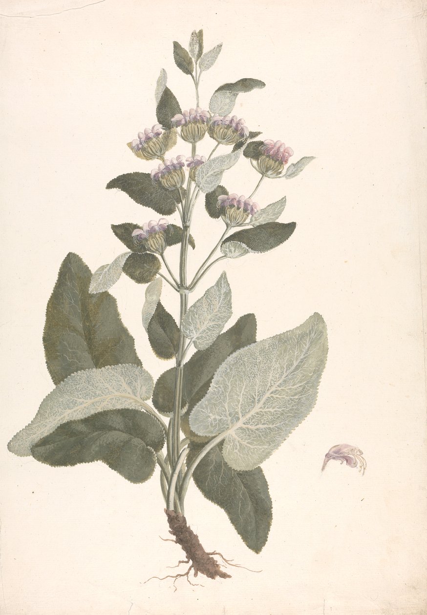 Phlomis herba-venti L. : färdig teckning av James Bruce