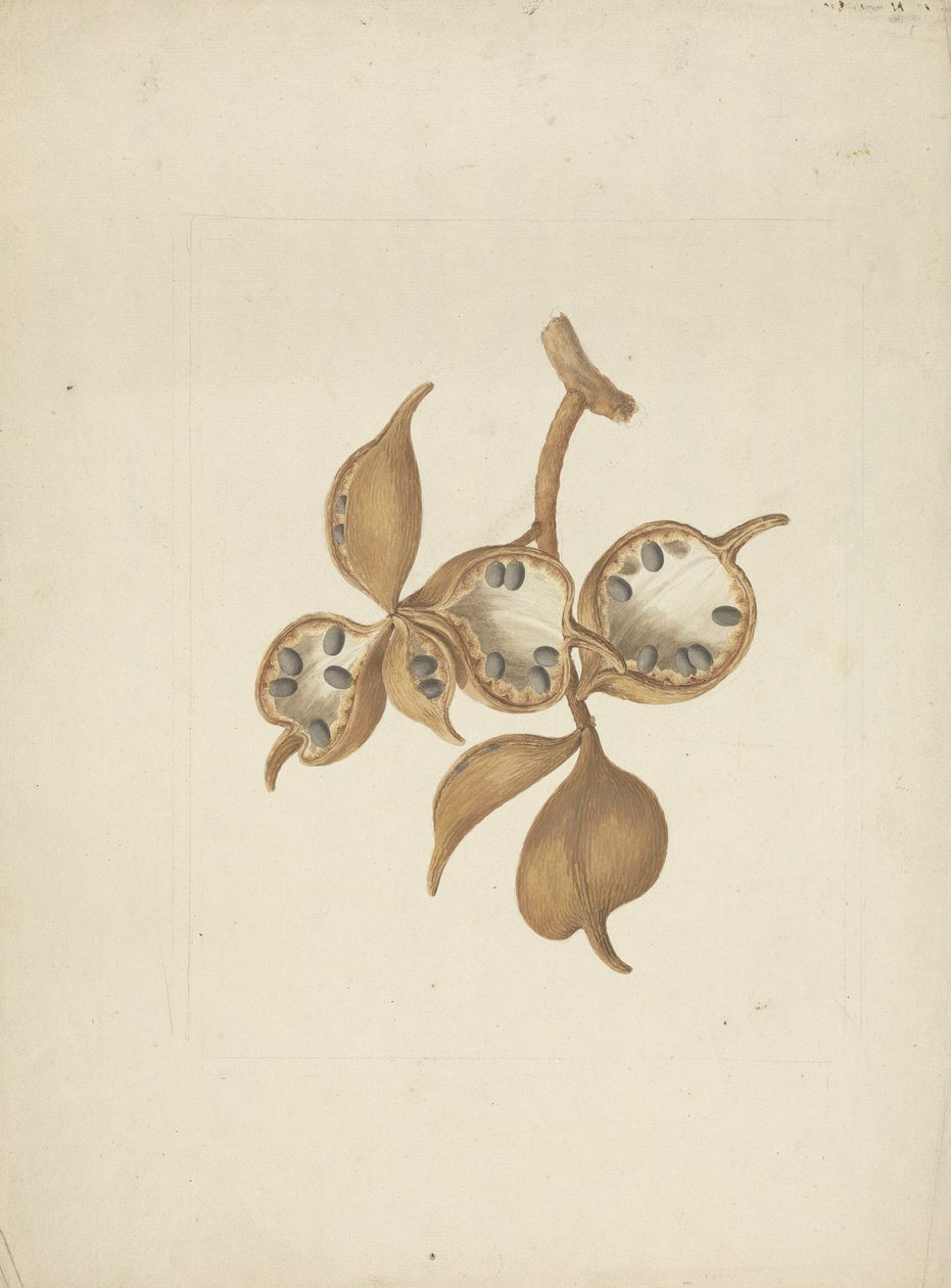 Sterculia africana (Lour.) Fiori: färdig teckning av stam med fröskidor, några öppna visar frön av James Bruce