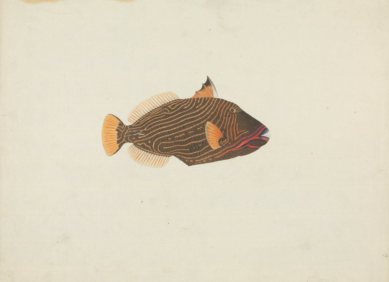 Oidentifierad fisk av James Bruce