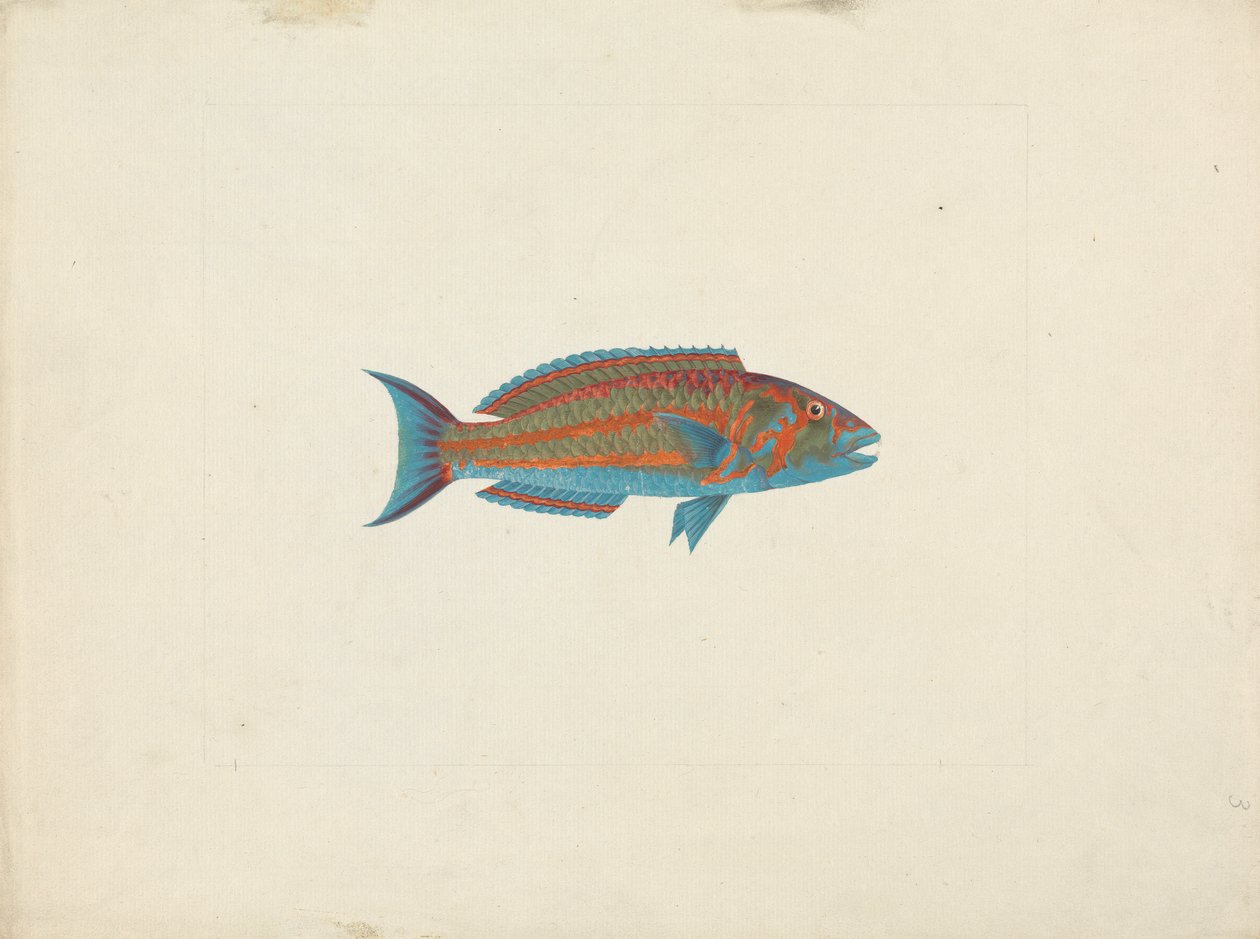 Oidentifierad fisk av James Bruce