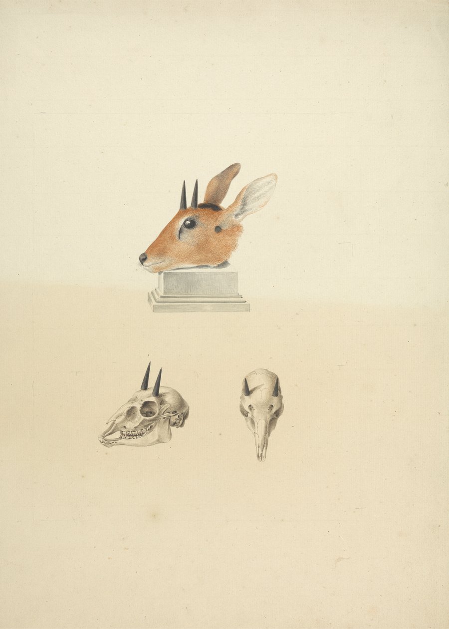 Oidentifierad Madoqua (Dik-dik): studie av huvud och skalle av James Bruce