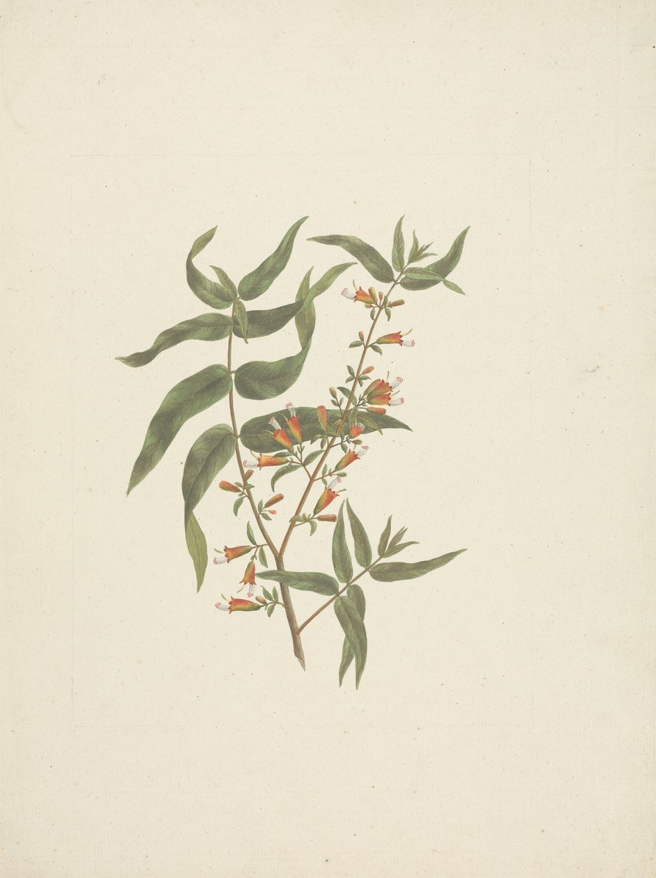 Woodfordia uniflora (A. Rich.) Koehne: färdig teckning av blommande skott av James Bruce