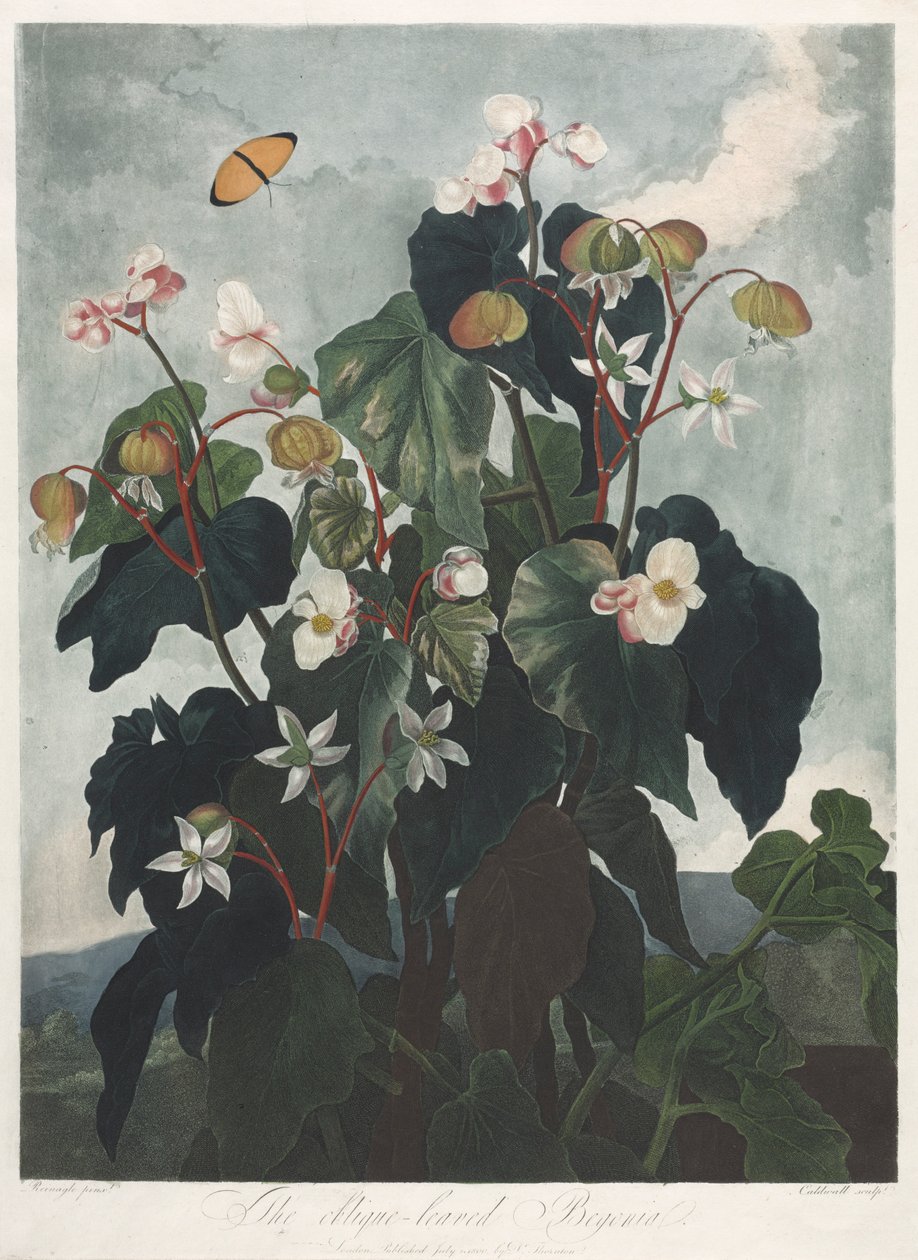 The Temple of Flora, eller Garden of Nature: The Obique-leaved Begonia, 1800. av James Caldwall