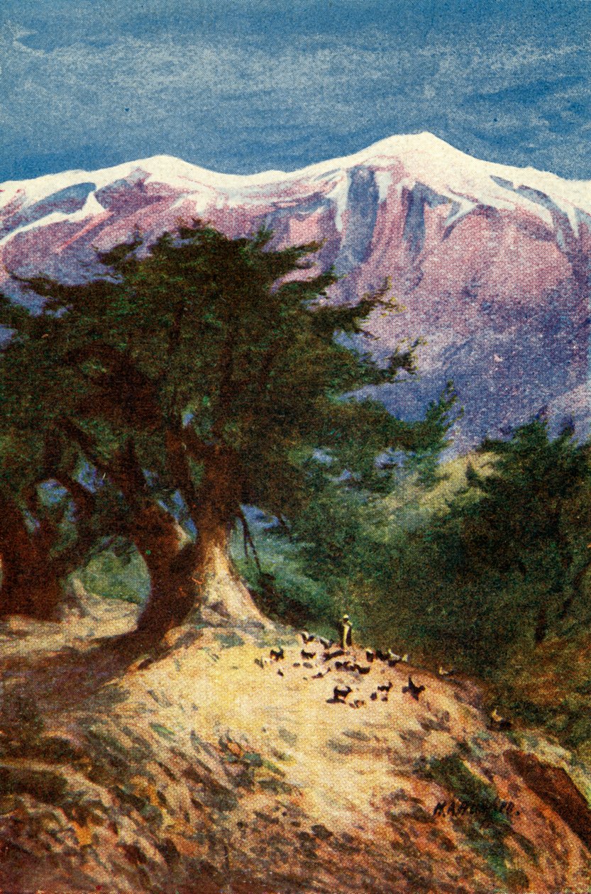 Libanons cedrar - Matt. xii. 33, c1924. Skapare: James Clark, Henry A Harper. av James Clark and Henry A Harper