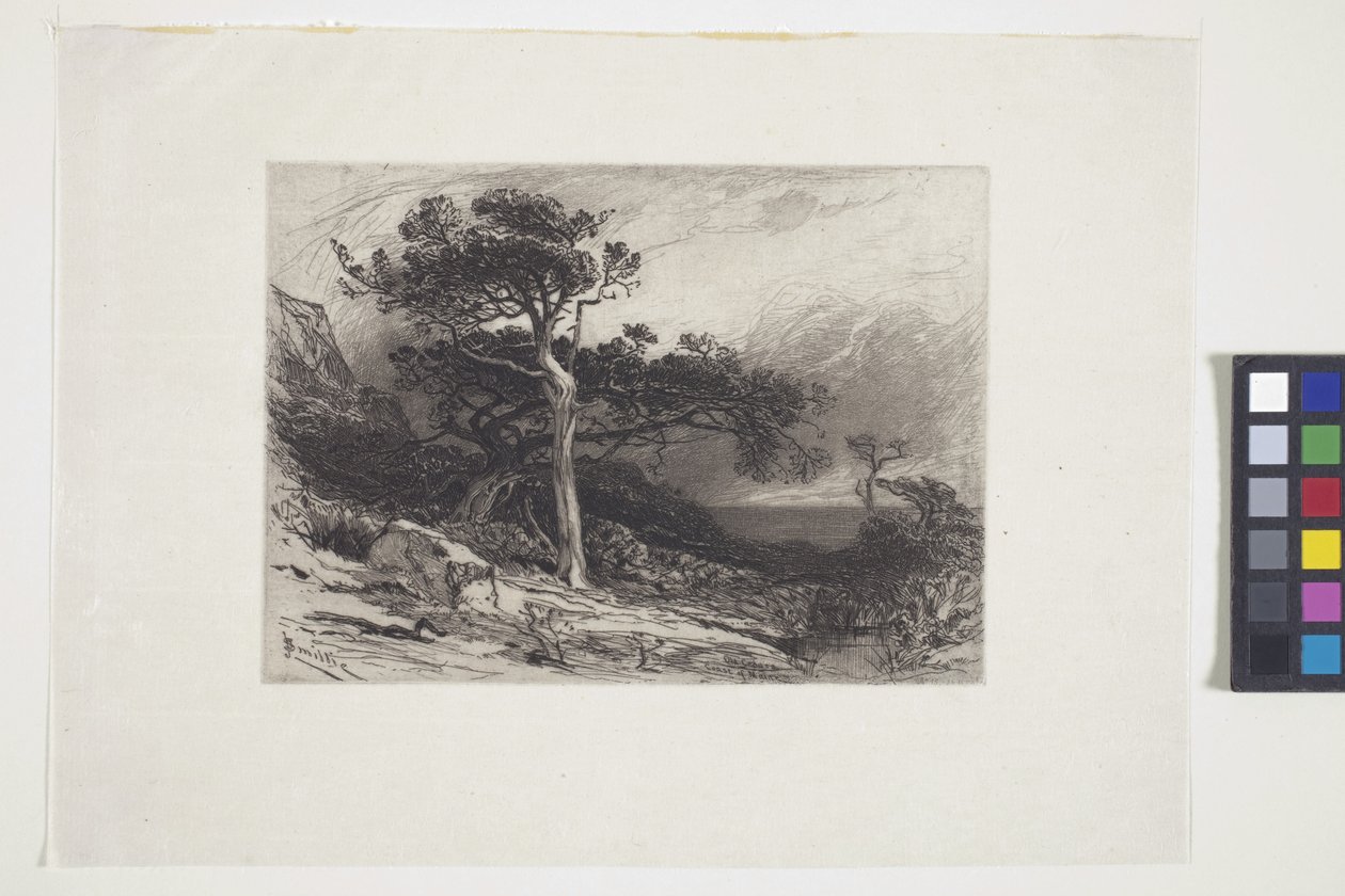 Old Cedars, Coast of Maine (bläck, penna, penna) av James David Smillie