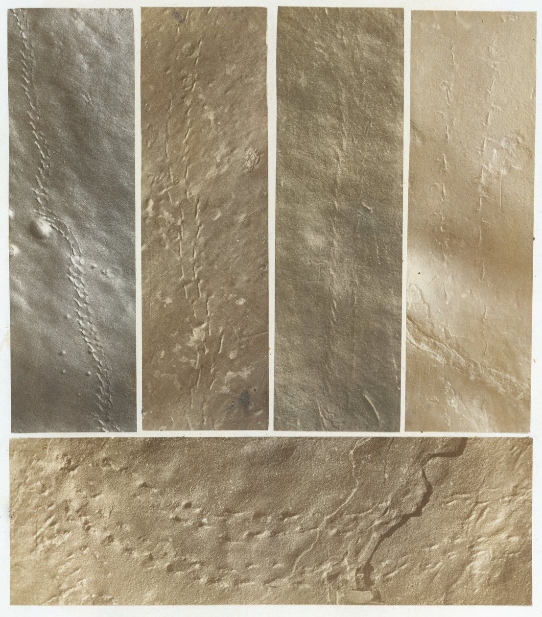 Ichnographs from the Sandstone of Connecticut River, publicerad 1861. av James Deane