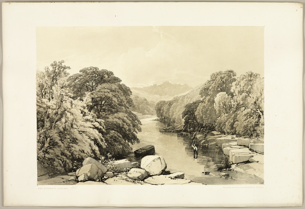 Ask, Sycamore och Ek, från The Park and the Forest av James Duffield Harding