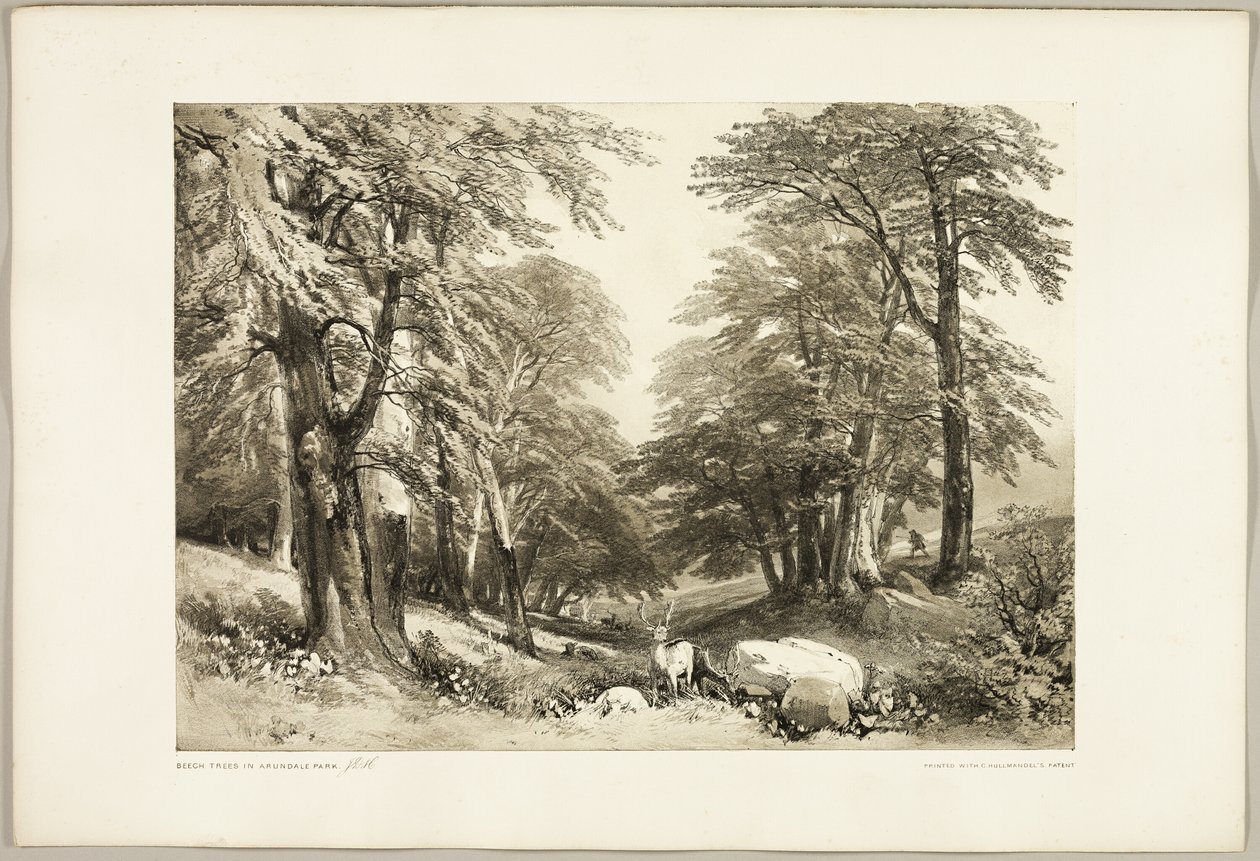 Bokträd i Arundale Park, från The Park and the Forest av James Duffield Harding