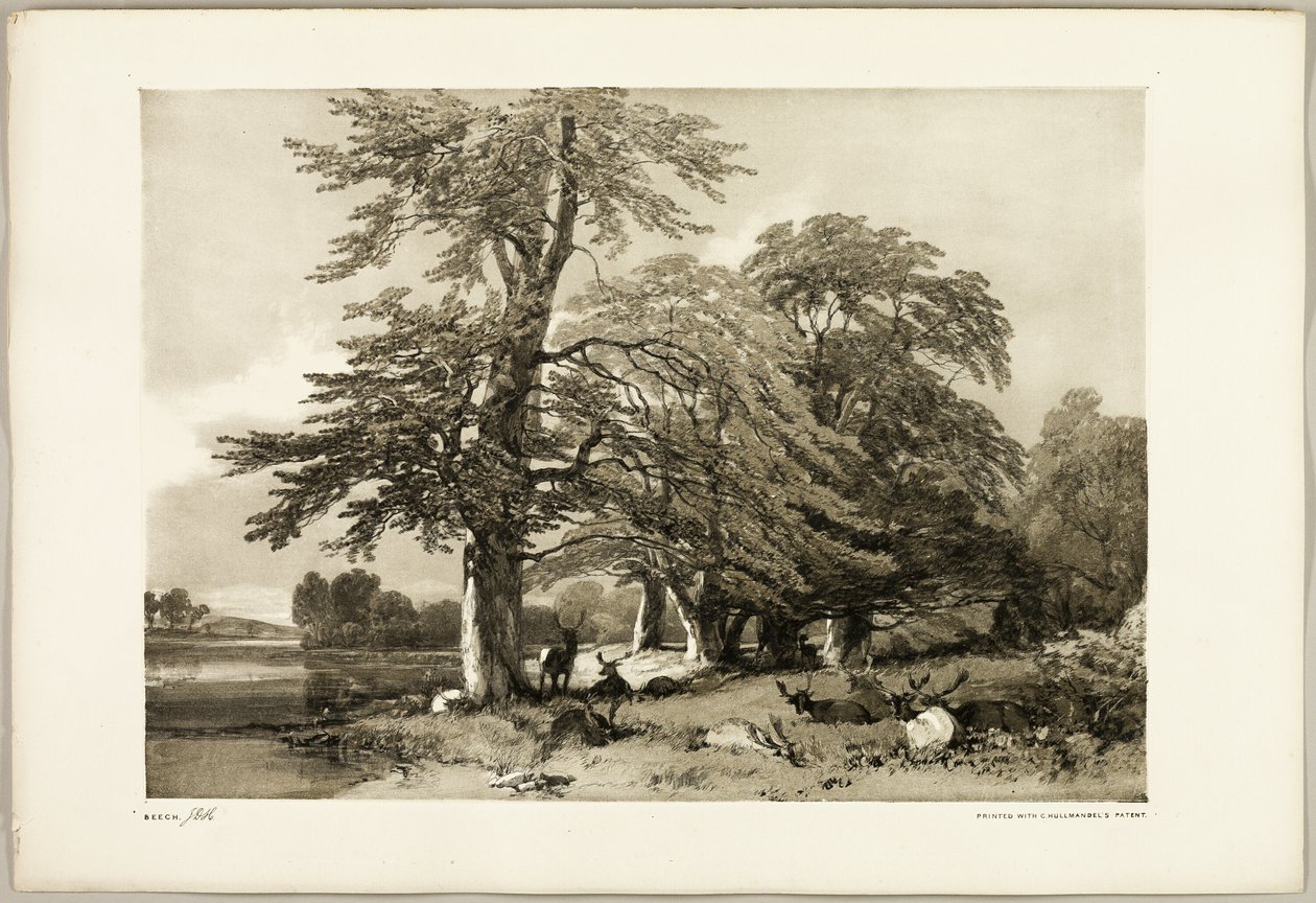 Bok, från Parken och skogen av James Duffield Harding