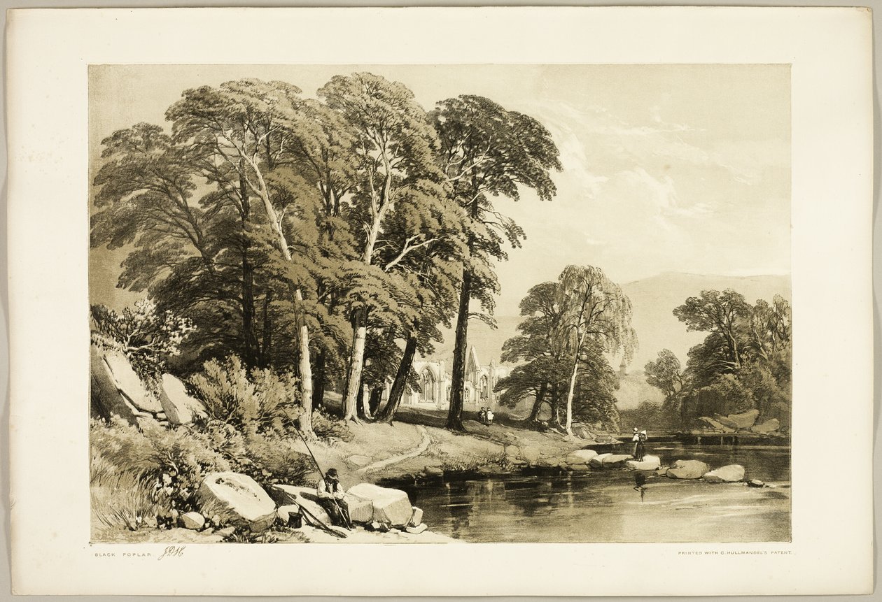 Svart poppel, från Parken och skogen av James Duffield Harding