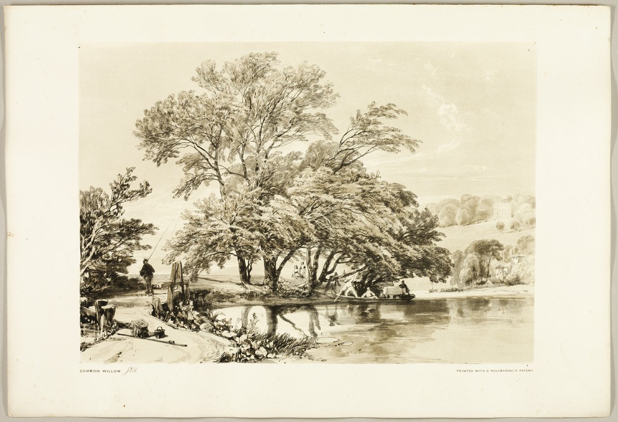 Common Willow, från Parken och Skogen av James Duffield Harding