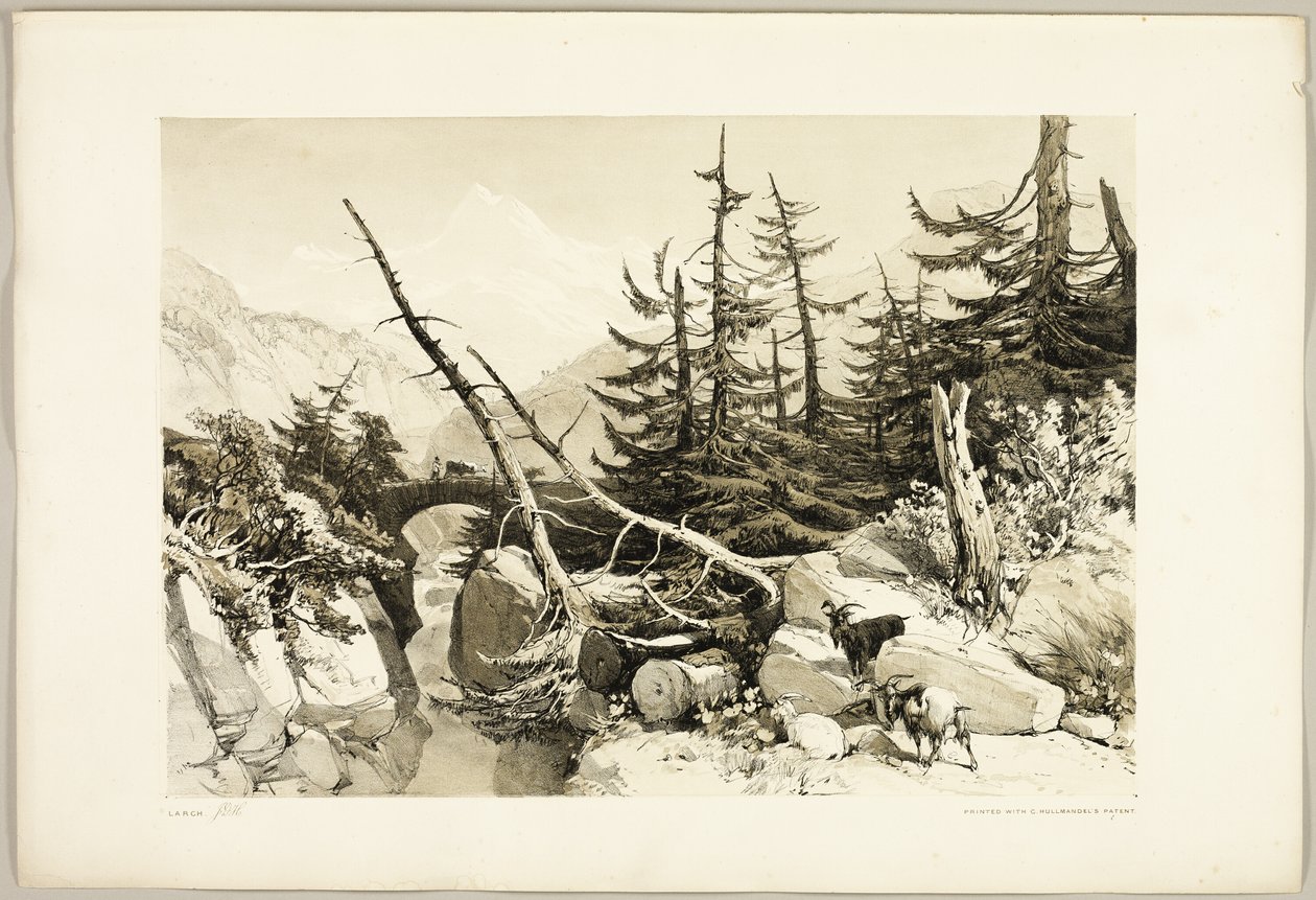 Lärk, från Parken och Skogen av James Duffield Harding