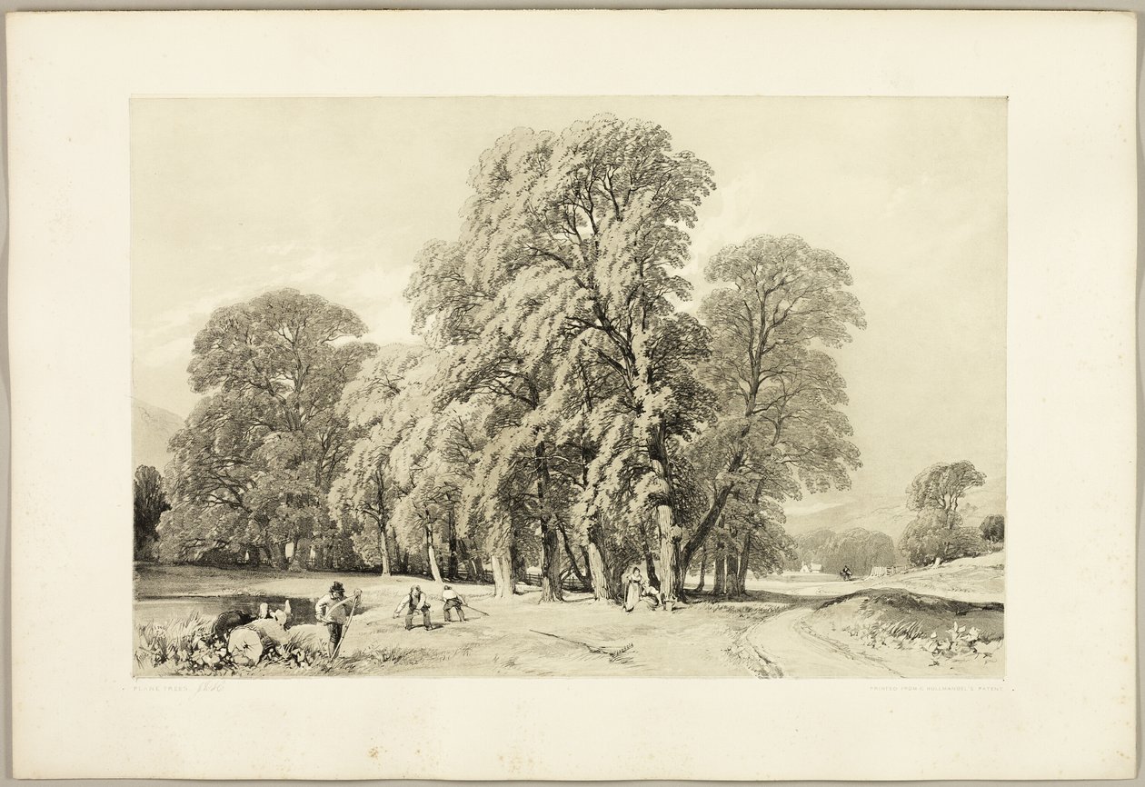 Plataner, från Parken och Skogen av James Duffield Harding