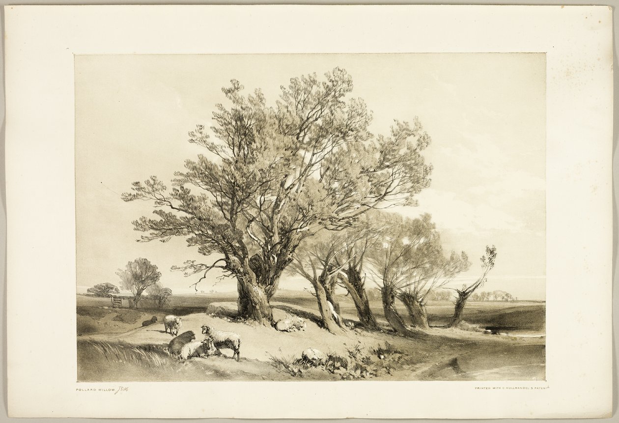 Pollard Willow, från Parken och skogen av James Duffield Harding