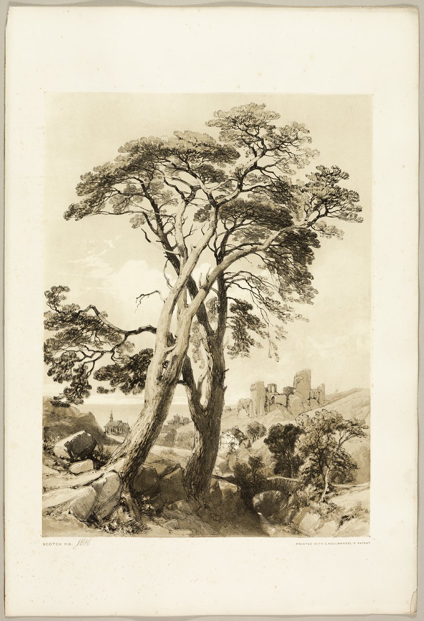 Scotch Fir, från The Park and the Forest av James Duffield Harding