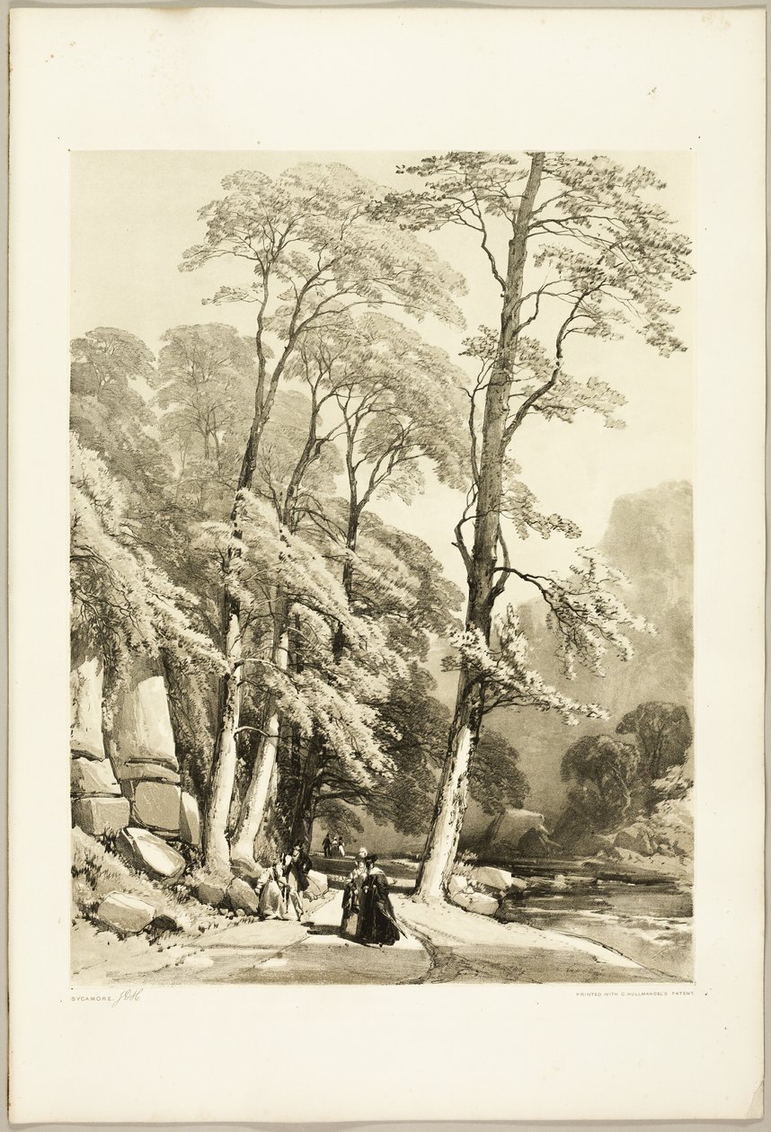 Sycamore, från Parken och skogen av James Duffield Harding