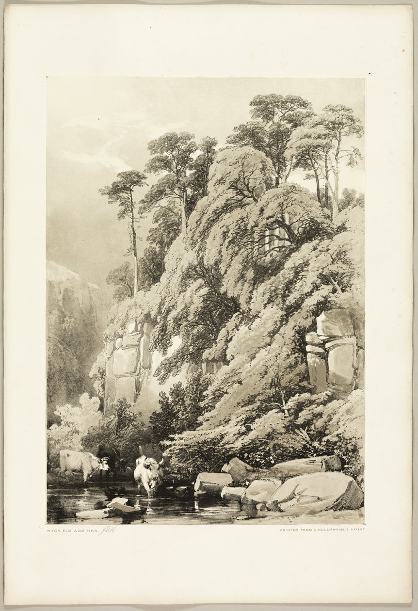 Wych Elm and Firs, från The Park and the Forest av James Duffield Harding