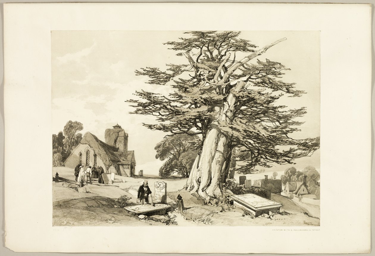 Yew, från Parken och skogen av James Duffield Harding