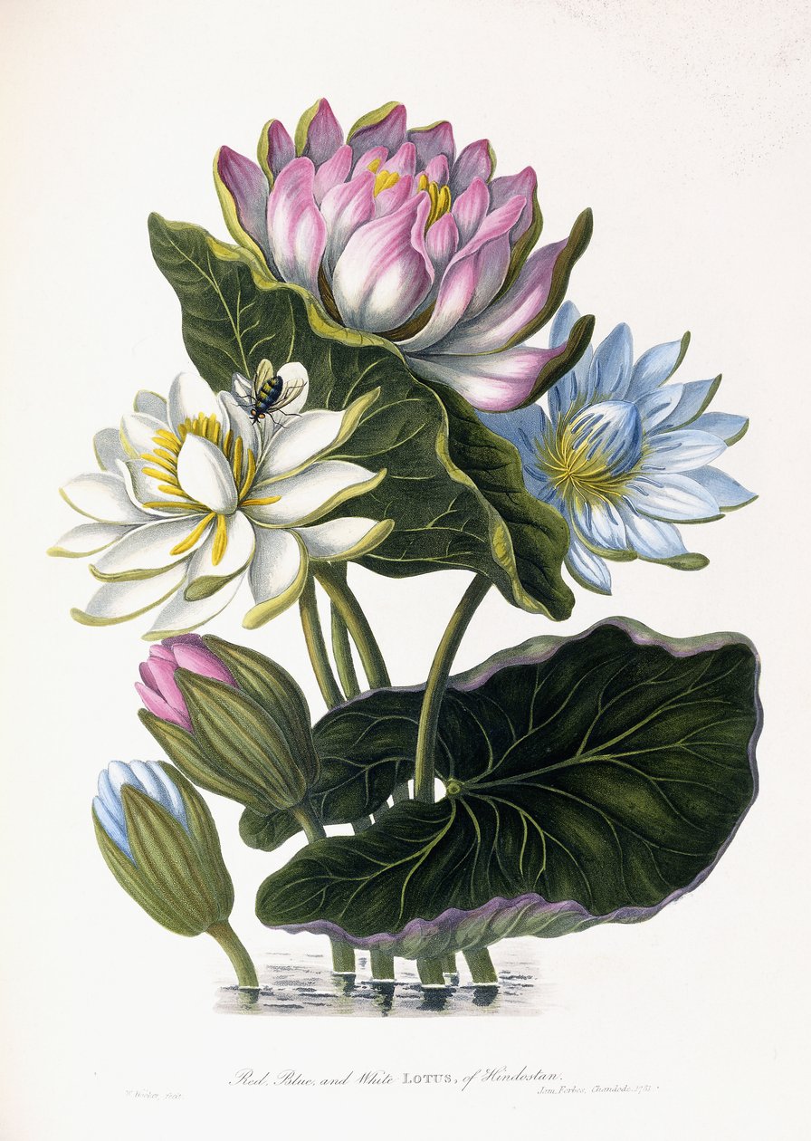 Röd, blå och vit Lotus, av Hindostan, 1781 av James Forbes