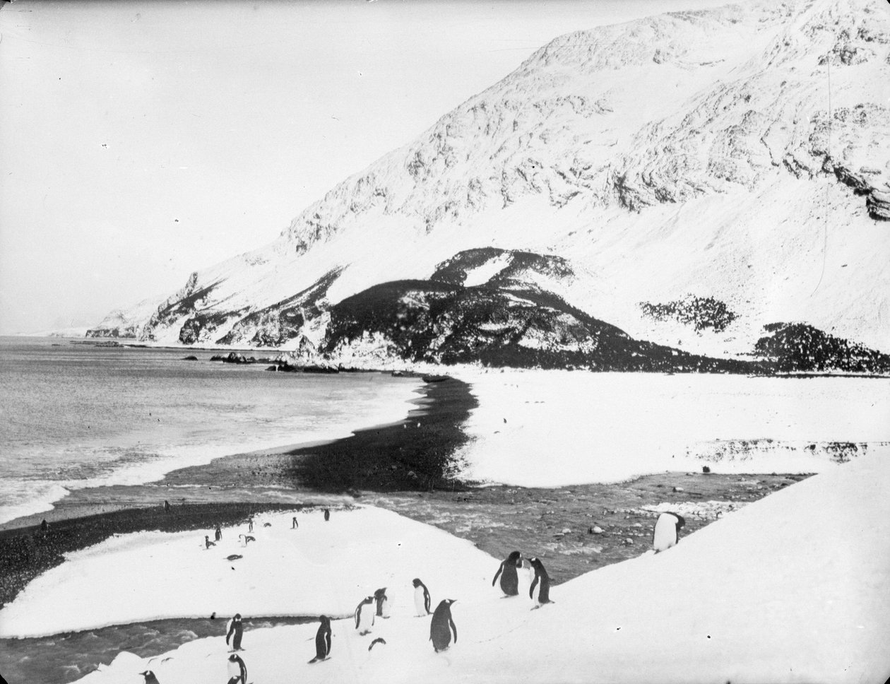 En vy längs stranden med pingviner i förgrunden, södra Georgien av James Francis Hurley