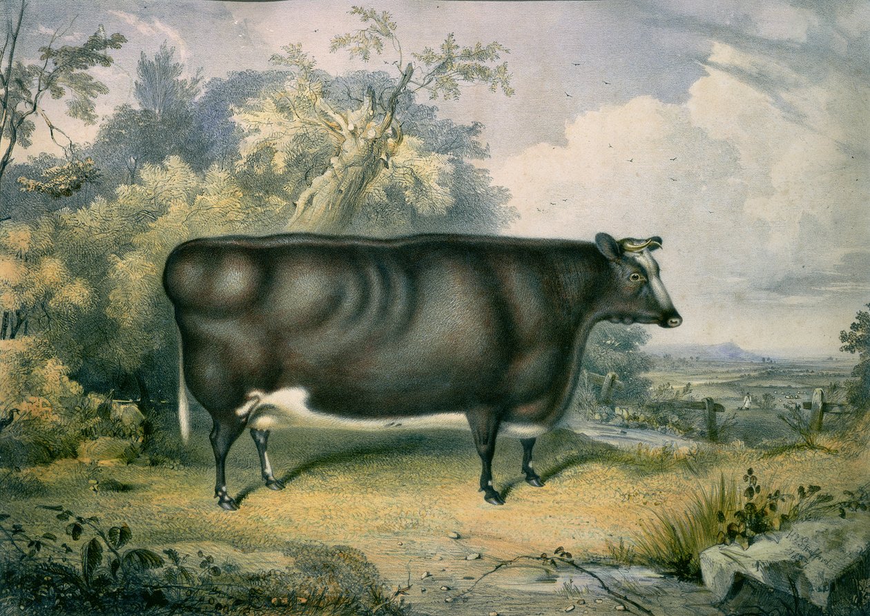 The Cottesmore Prize Kviga, efter Henry Strafford (fl.1833-73), 1837 av James Giles