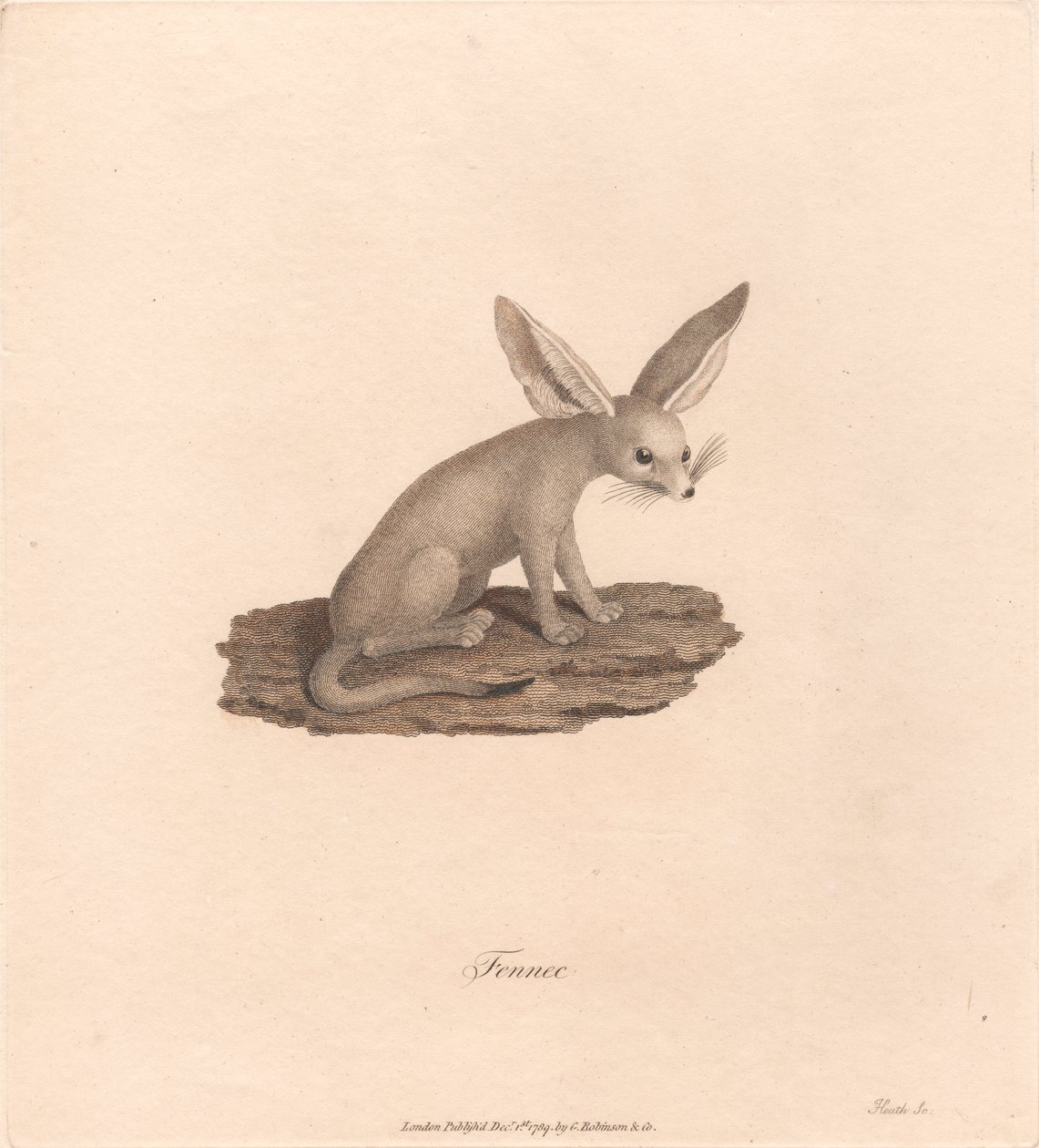 Fennec av James Heath