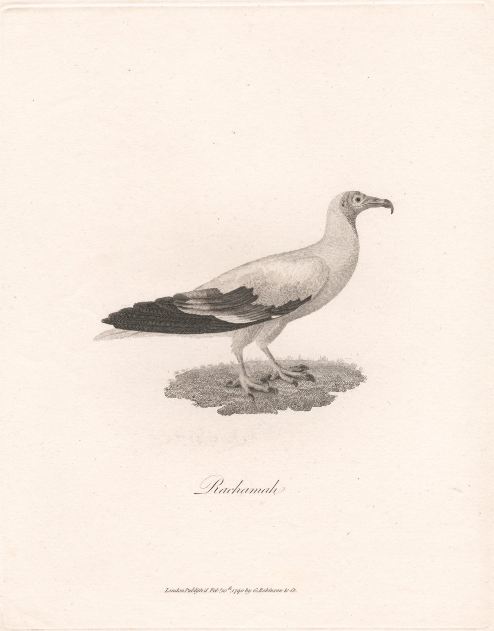 Rachamah av James Heath